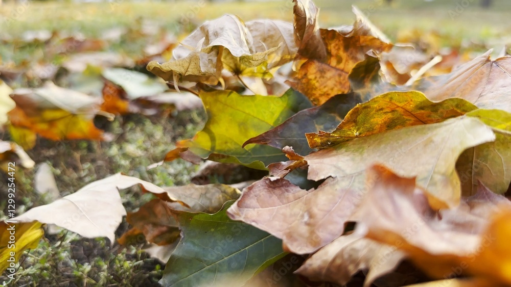 Yellow maple leaves falls on ground in empty forest. Autumn foliage covered lawn in park. Beautiful colorful fall season. Close up Slow mo Yellow maple leaves falls on ground in empty forest. Autumn foliage covered lawn in park. Beautiful colorful fall season. Close up Slow mo