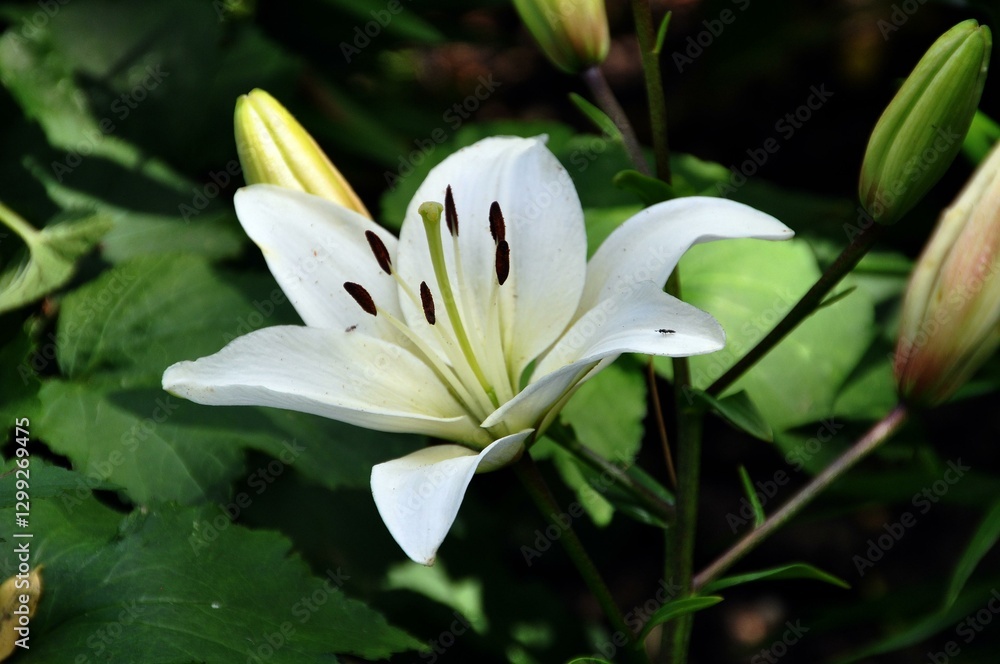 Obraz premium Lilien