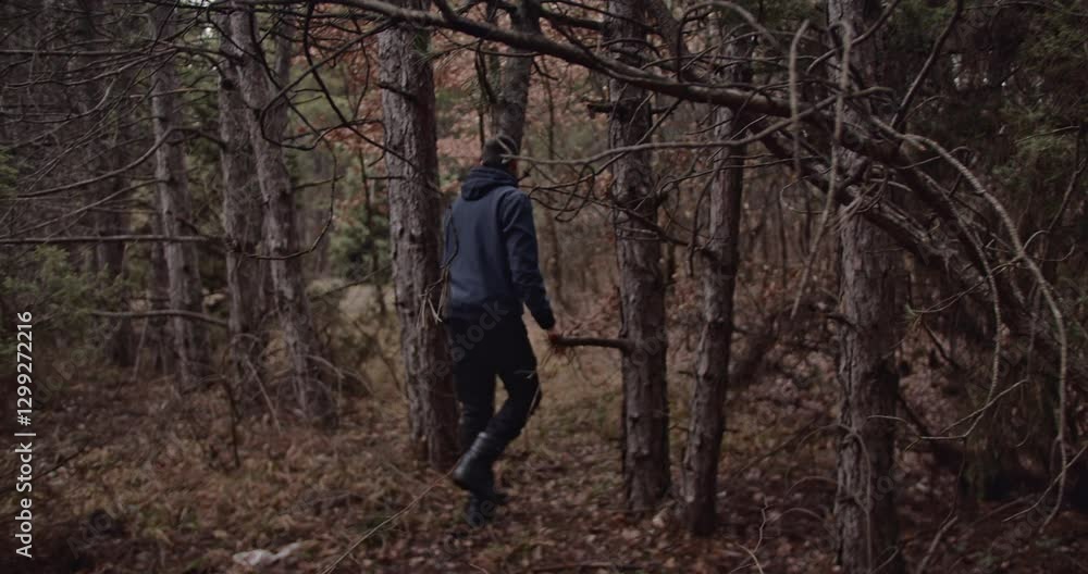A man walks through a winter forest gathering firewood for a picnic. He breaks branches off of dead trees and carries them in his arms. A man walks through a winter forest gathering firewood for a picnic. He breaks branches off of dead trees and carries them in his arms.