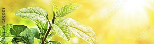 Young plant leaves sunlight spring growth nature