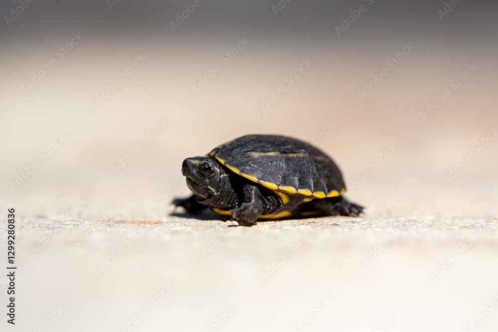 Obraz premium Tiny turtle explores a sunlit pathway on a warm afternoon