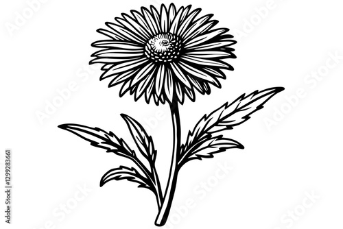 Wallpaper Mural Erigeron Flower Vector Illustration. Nature's Beauty in Art Torontodigital.ca