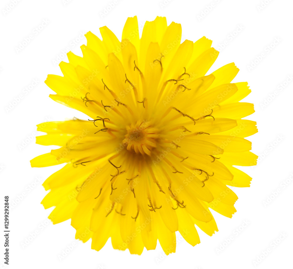 Dandelion yellow flower isolated on white Dandelion yellow flower isolated on white