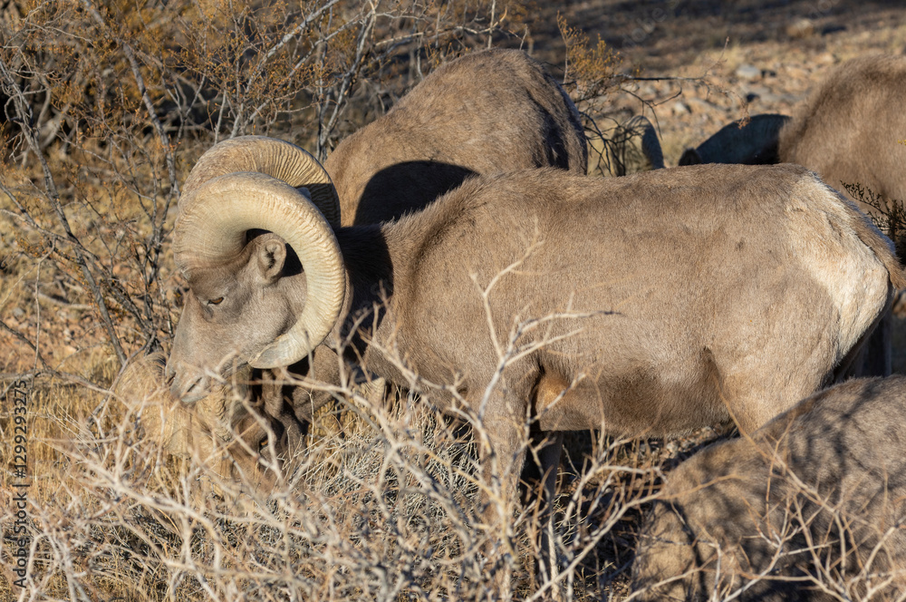 Obraz premium Desert Bighorn Sheep Rams in the Nevada Desert in Winter