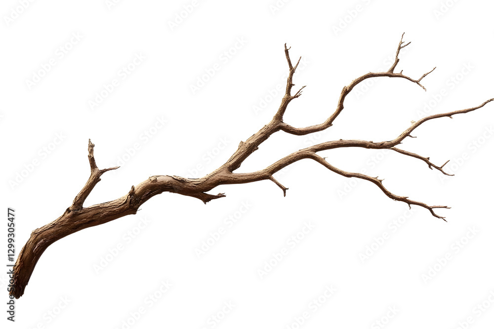 Dry tree branch isolated on transparent background. Dry tree branch isolated on transparent background.