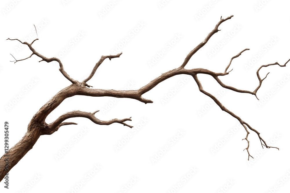 Dry tree branch isolated on transparent background. Dry tree branch isolated on transparent background.