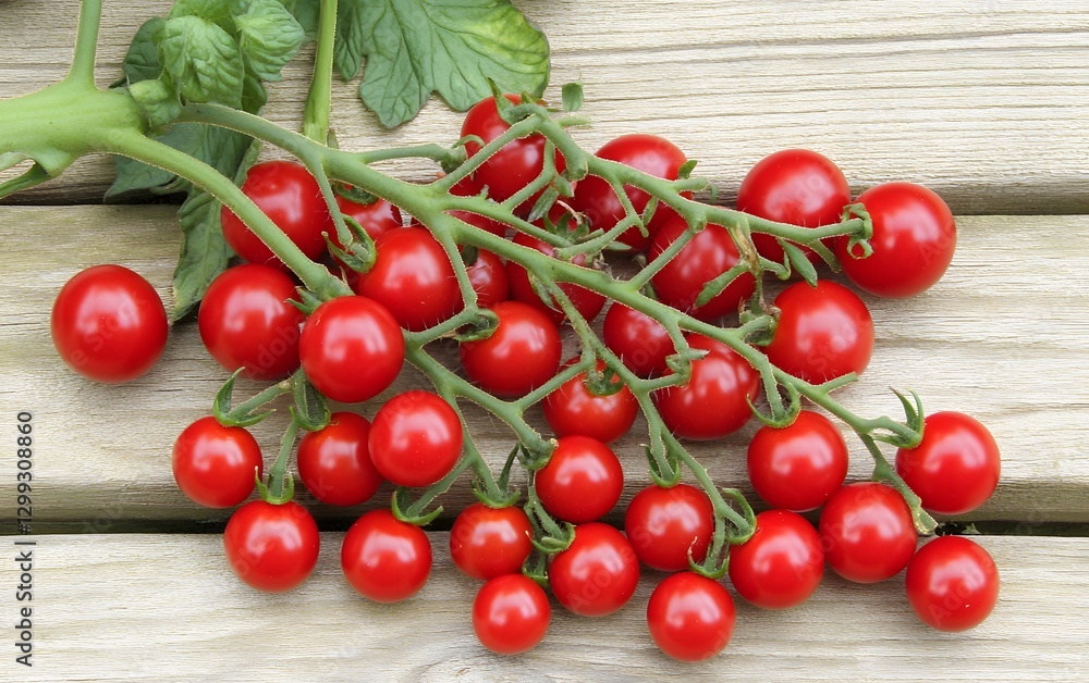 Fresh Red Cherry Tomatoes on the Vine, Wooden Background Fresh Red Cherry Tomatoes on the Vine, Wooden Background