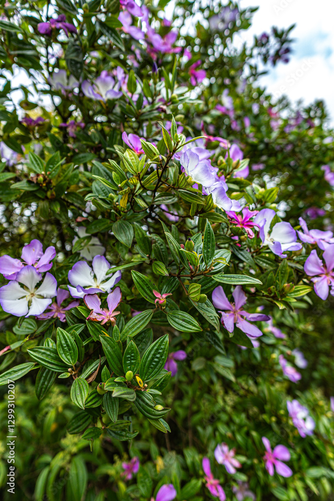 Fototapeta premium Tibouchina mutabilis