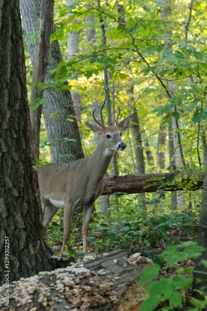 Fototapeta premium White-tailed deer behind a tree