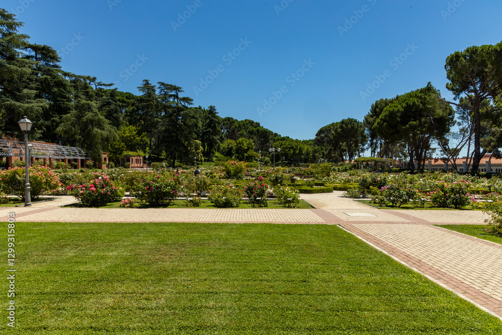 Fototapeta premium Rose Garden in Madrid. Botanical garden with different species of rare and common roses, inebriating scents. Rose arches, ponds and rose hedges accompany us on a floral journey. Love and beauty.