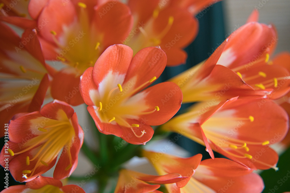 Fototapeta premium きれいなクンシランのお花