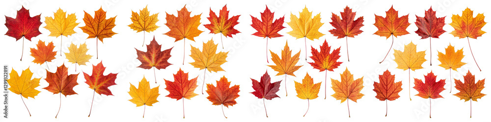 Autumn Maple Leaves Collection 30 vibrant fall leaves, isolated on transparent background. Digital art, foliage, nature, fall leaves, autumn foliage, transparent background Autumn Maple Leaves Collection 30 vibrant fall leaves, isolated on transparent background. Digital art, foliage, nature, fall leaves, autumn foliage, transparent background