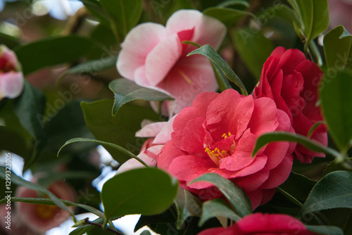 苫小牧市にある出光カルチャーパークの一角の植物園、苫小牧市サンガーデン
