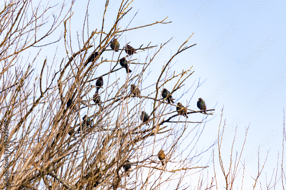 A flock of dark birds, possibly starlings or blackbirds, perches on the bare branches of a tree against a pale sky. Winter bird gathering. A flock of dark birds, possibly starlings or blackbirds, perches on the bare branches of a tree against a pale sky. Winter bird gathering.