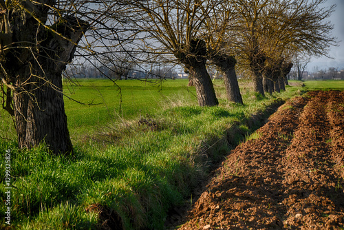 Fila di gelsi con campi arati nel periodo invernale, Mandrogne, Alessandria, Piemonte, Italia photo