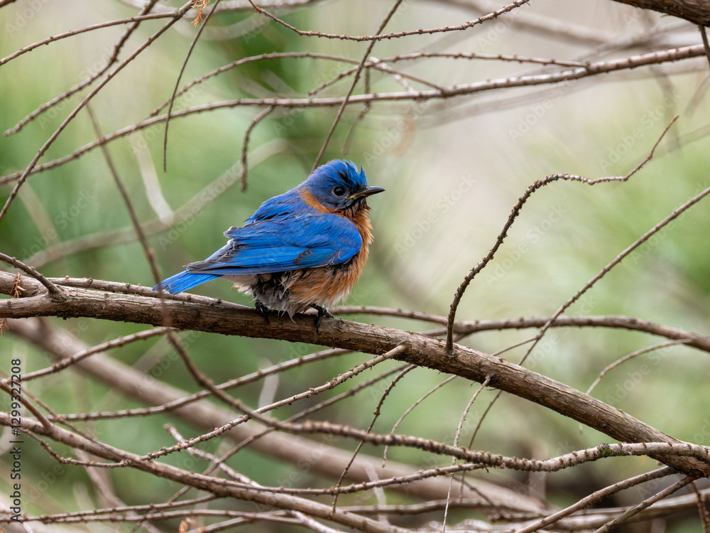 Obraz premium Eastern bluebird perching on limb