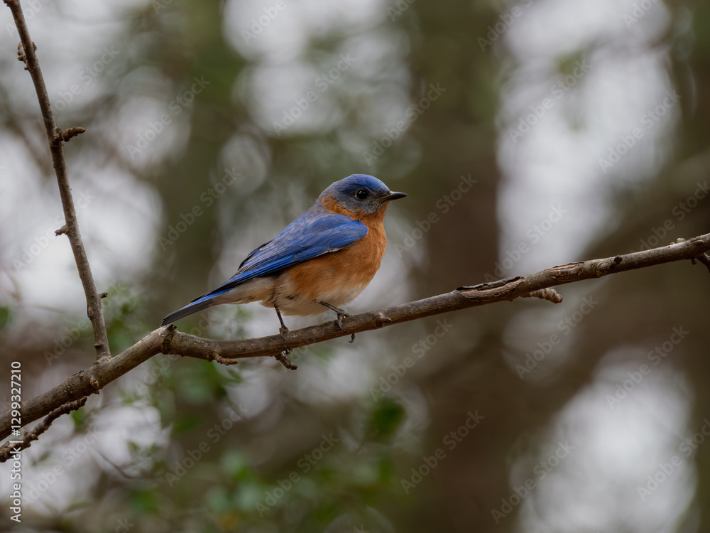 Eastern bluebird perching on limb Eastern bluebird perching on limb
