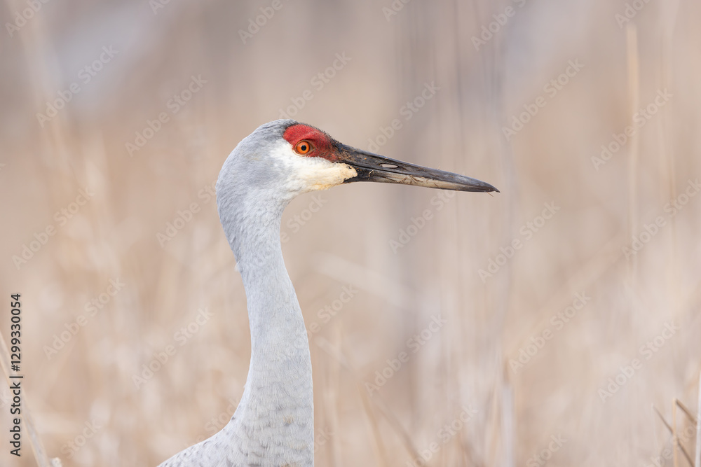 Fototapeta premium Close up shot of Sand hill crane bird