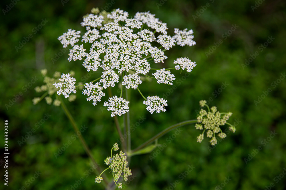 Detalle de flores y hojas originales y espectaculares