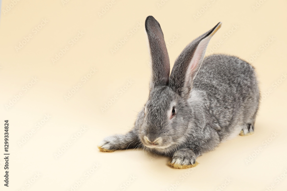 Naklejka premium Fluffy grey rabbit on beige background, space for text. Cute pet