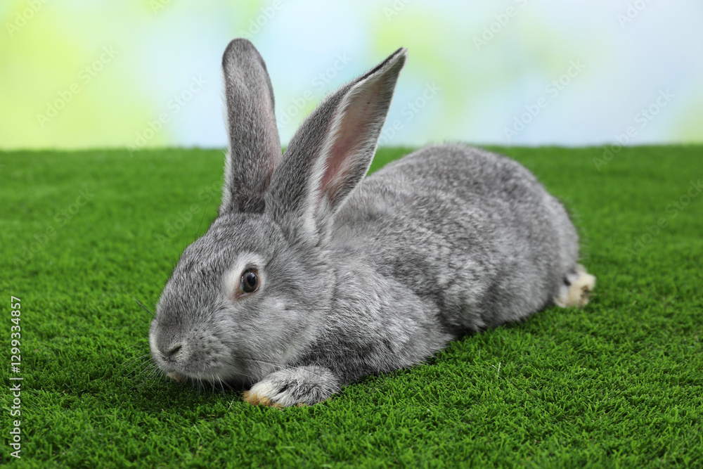 Fototapeta premium Fluffy grey rabbit on green grass outdoors