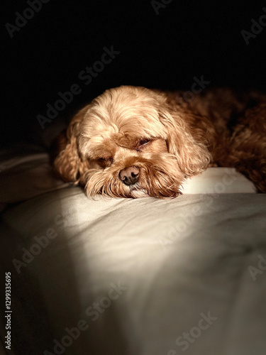 Cute cavapoo taking a nap in ray of sunlight photo