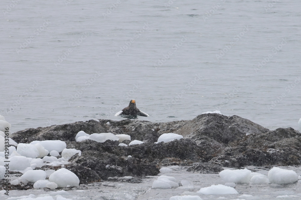 Fototapeta premium steller's eagle