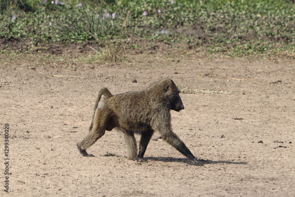 Obraz premium Olive Baboon Murchison Falls National Park 
