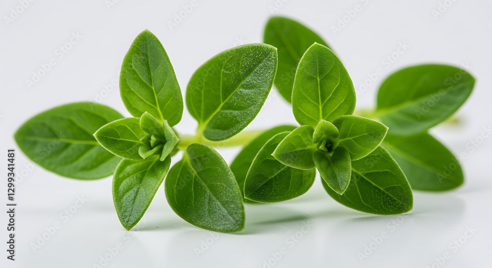 Fresh Thyme Sprig Close Up Natural Light High Resolution Fresh Thyme Sprig Close Up Natural Light High Resolution