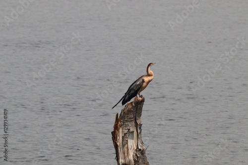 Принти на полотні Oriental darter