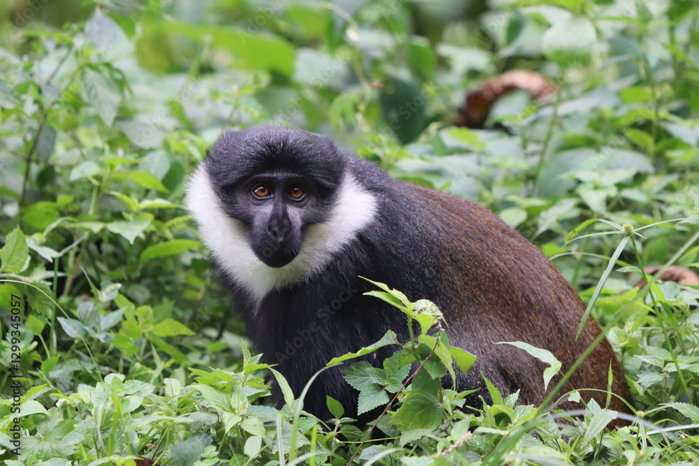 Obraz premium L'Hoest's monkey