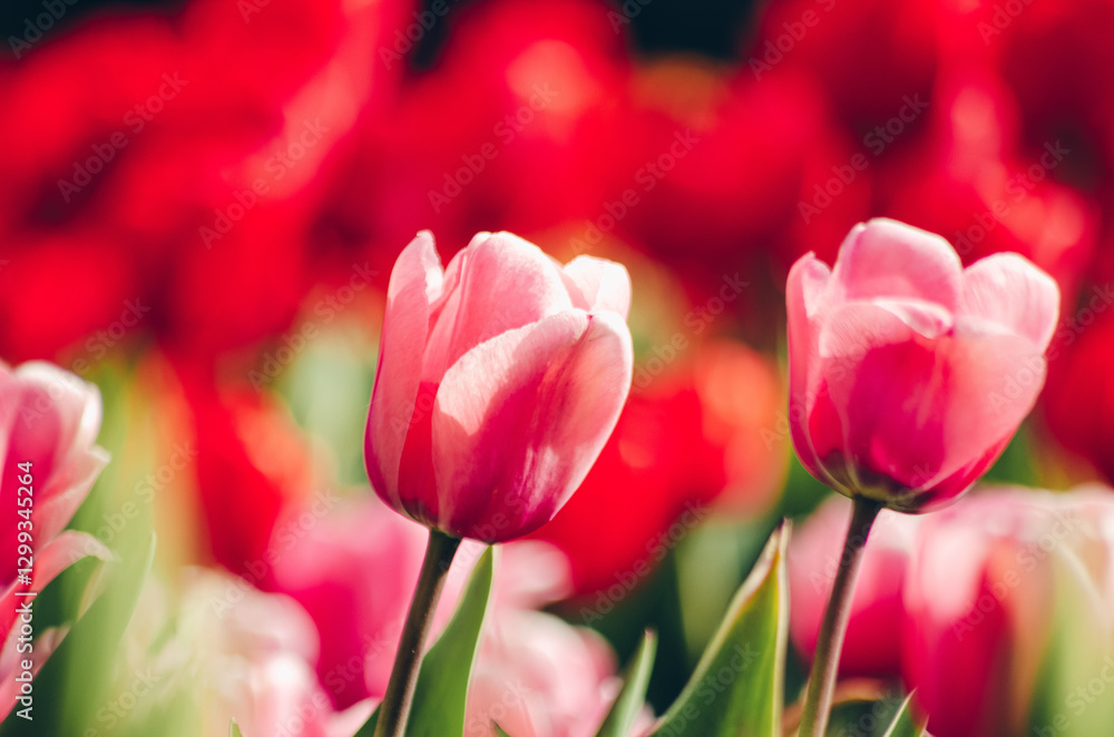 Obraz premium Tulipanes