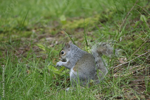 A squirrel sits and eats in the wild on the ground