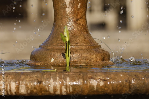 Stone fountain element with water and growing plant