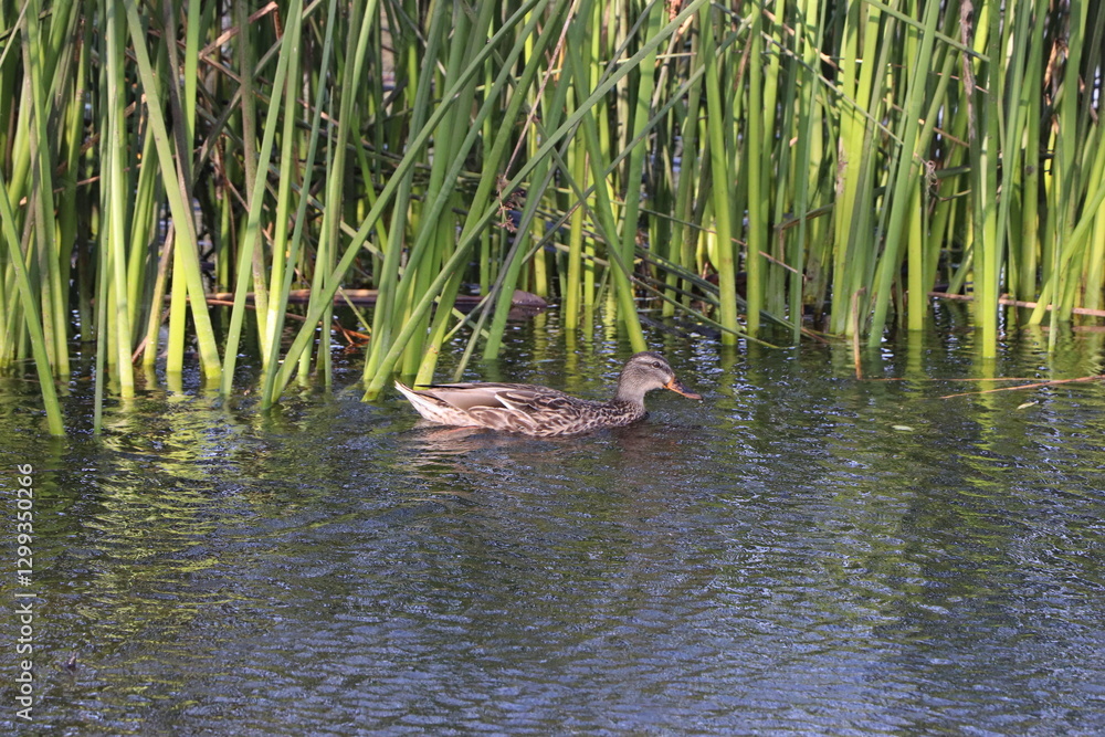 Fototapeta premium duck in the water