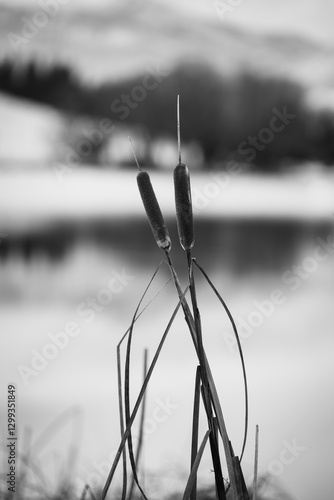 Black and white photography of cat tails at the edge of a lake against a winter background