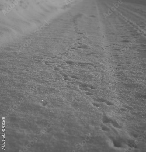 Rodent tracks along the edge of a snowy road