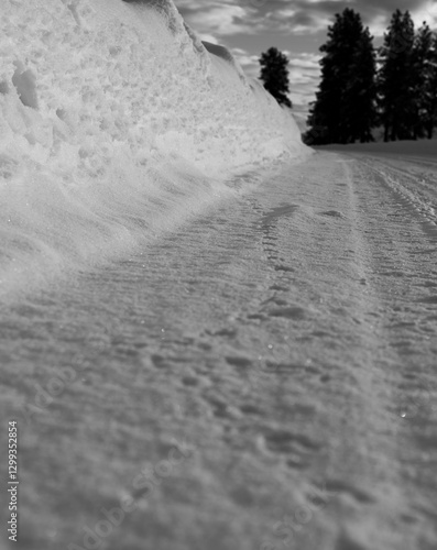 Rodent tracks along the edge of a plowed road