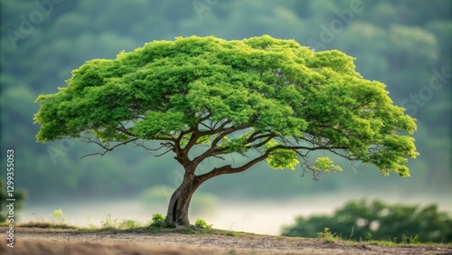 Solitary Green Tree Landsca...