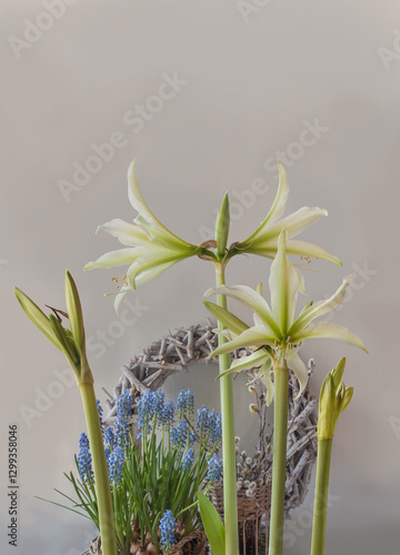 Hippeastrum (amaryllis), muscari and decorative wreath on a gray background.