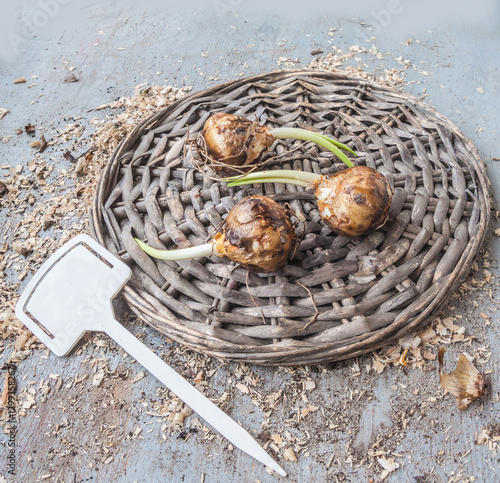 Camassia bulbs before planting on table