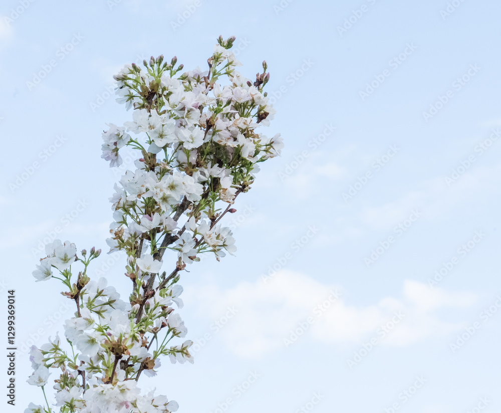 Cherry branch abundantly full of blossoms against a blue sky background on a spring day, close-up. Cherry branch abundantly full of blossoms against a blue sky background on a spring day, close-up.