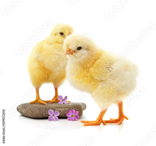 Wallpaper Mural Two yellow chickens. Torontodigital.ca