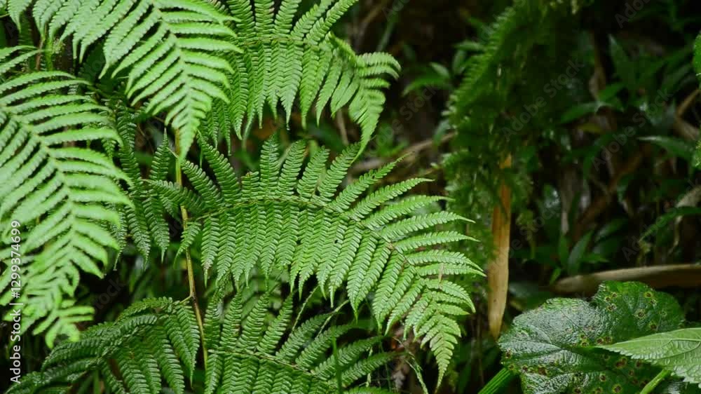 rainwater falls on the fern tree
rainwater falls on the fern tree