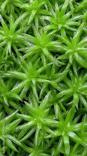 Close up Vibrant Green Star Moss (Syntrichia ruralis) Pattern Display photo