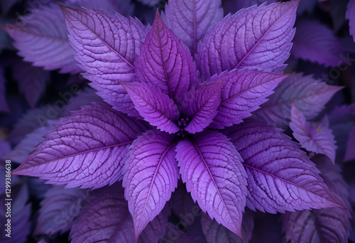 Obraz na płótnie beautiful purple leaves background. close up. Ai generated w salonie