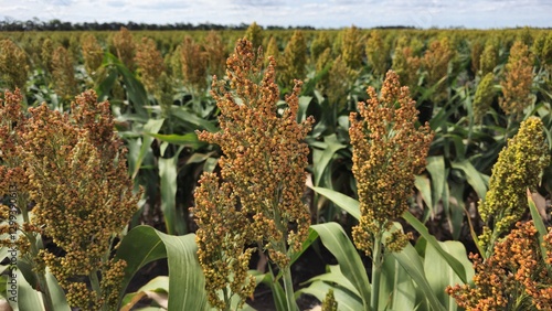 A field of sorghum plants with golden seed heads and green leaves stretching into the distance under a partly cloudy sky. The plants are densely packed, indicating a large-scale crop.