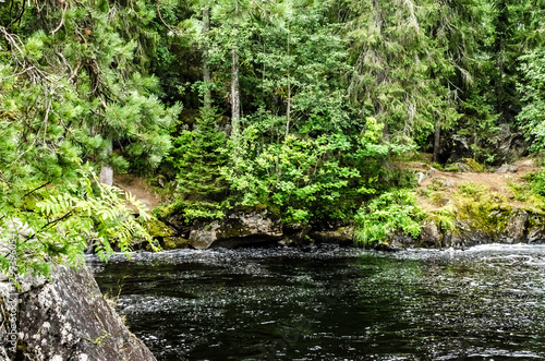 lake in a coniferous forest in summer in karelia