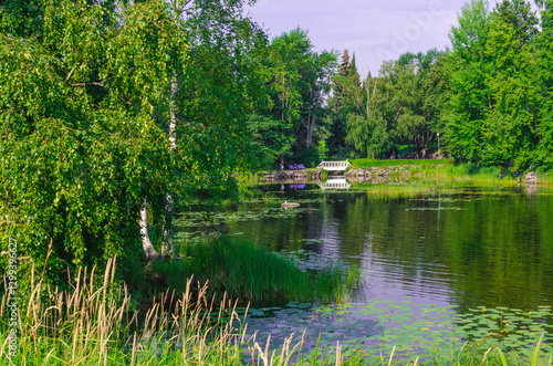 lake in summer forest with green three 