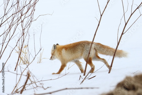 red fox